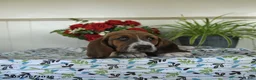 Basset Hound dogs for sale: Eliza - Ad 2