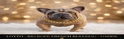 French Bulldog dogs for sale: Jane - Ad 3