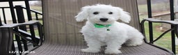 Bichon Frise dogs for sale: Carson - Ad 1