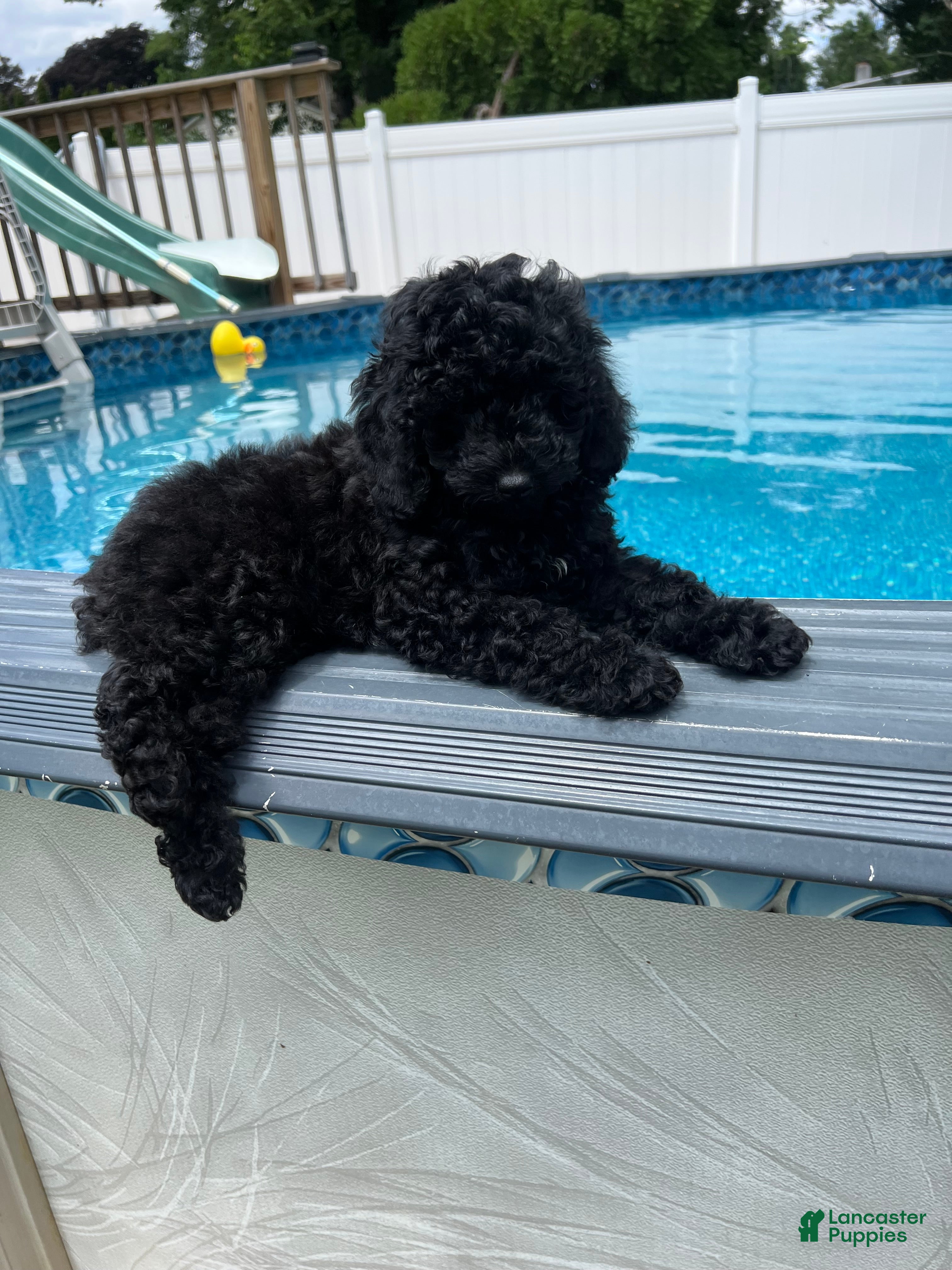 Miniature Poodle dogs Mario - Ad 1