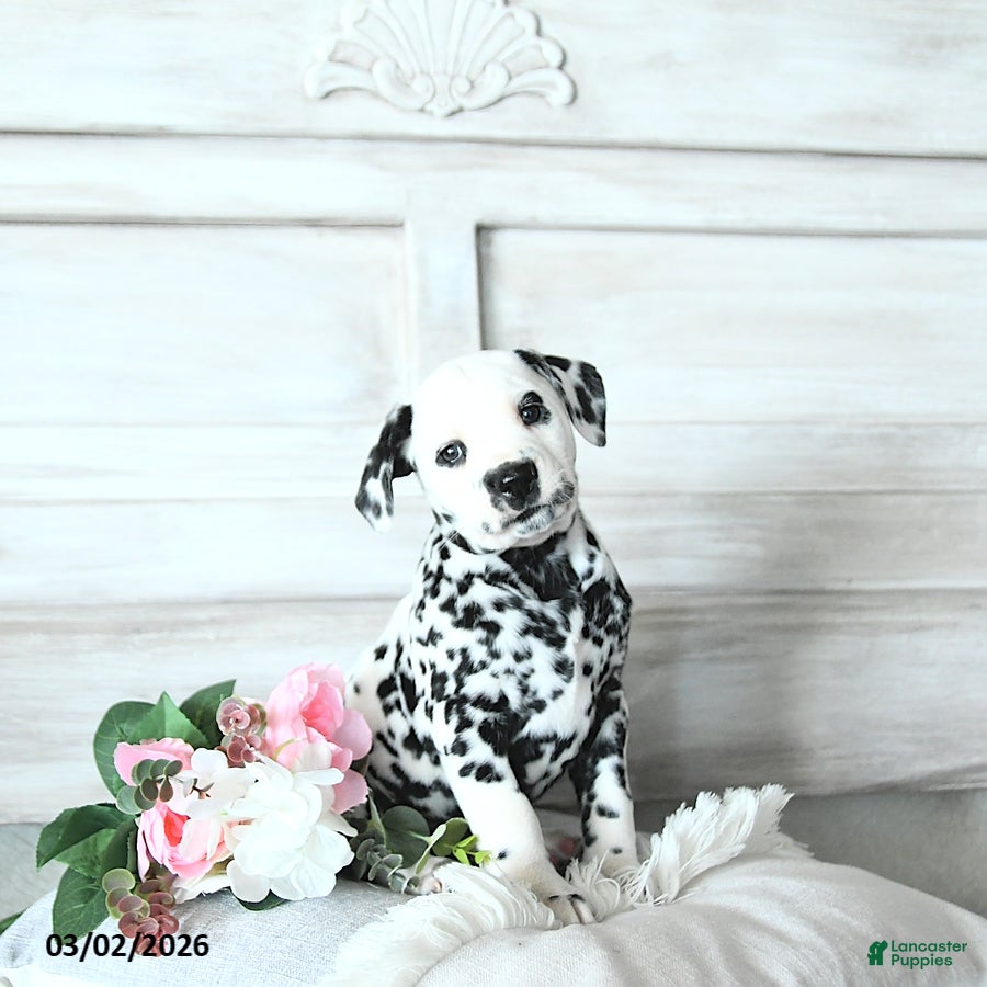 Dalmatian dogs Stella - Ad 1