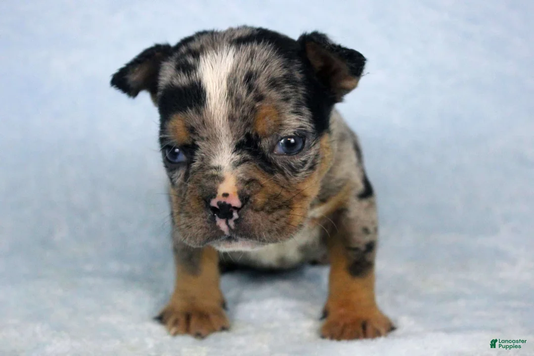 American Bully dogs for sale: Black Tri Merle Male - Ad 1