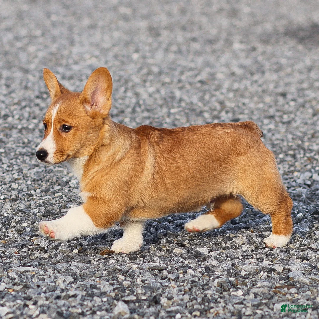 Welsh Corgi Pembroke dogs for sale: Kyler Welsh Corgi Pembroke - Ad 4