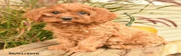 Cockapoo dogs for sale: Jasmine - Ad 2