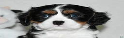 Cavalier King Charles Spaniel dogs for sale: Ugo  - Ad 7