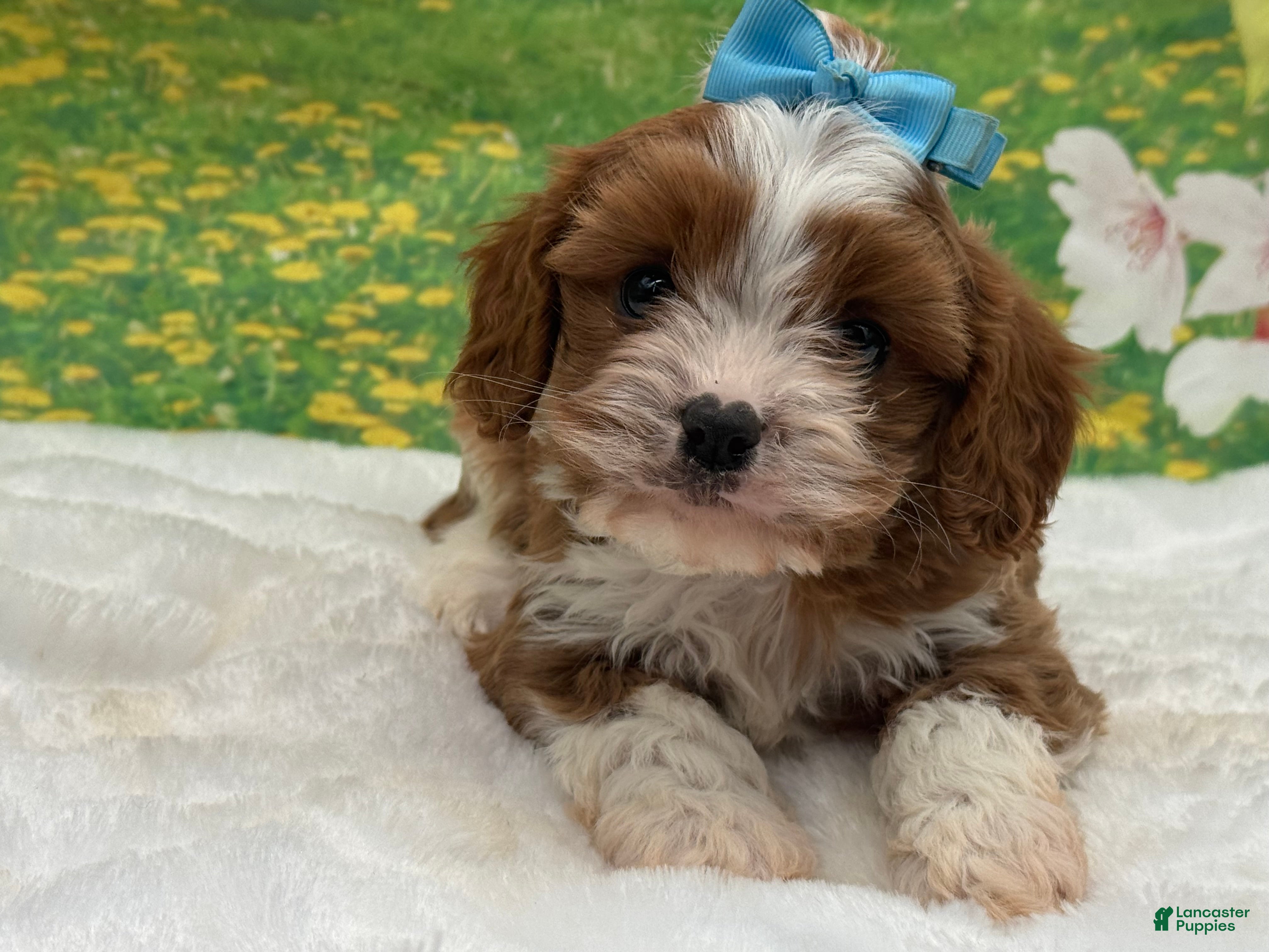 Cavapoo dogs Teddy  - Ad 38