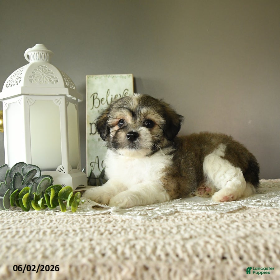 Mixed Breed dogs Julius - Ad 2