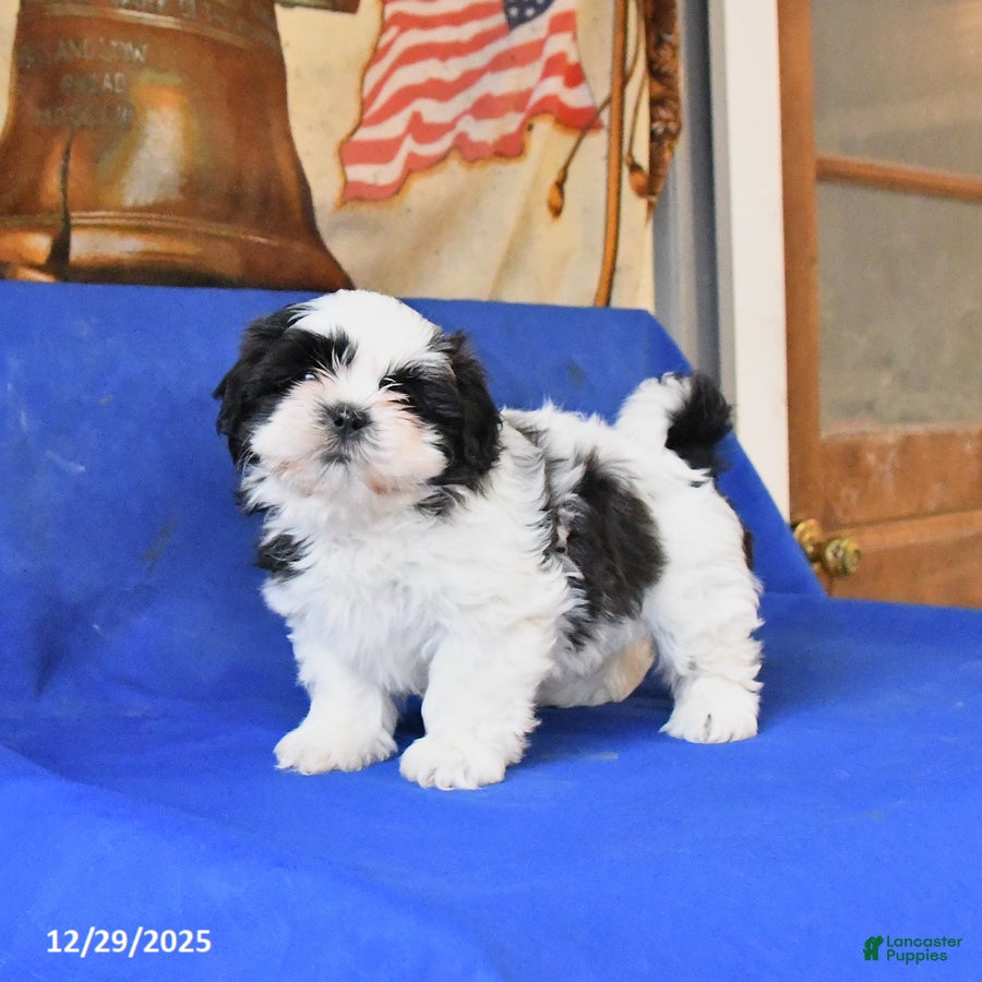 Shih Tzu dogs Maggie - Ad 5