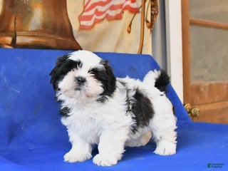 Shih Tzu dogs Maggie - Ad 5