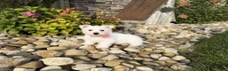 West Highland Terrier dogs for sale: Amanda - Ad 6