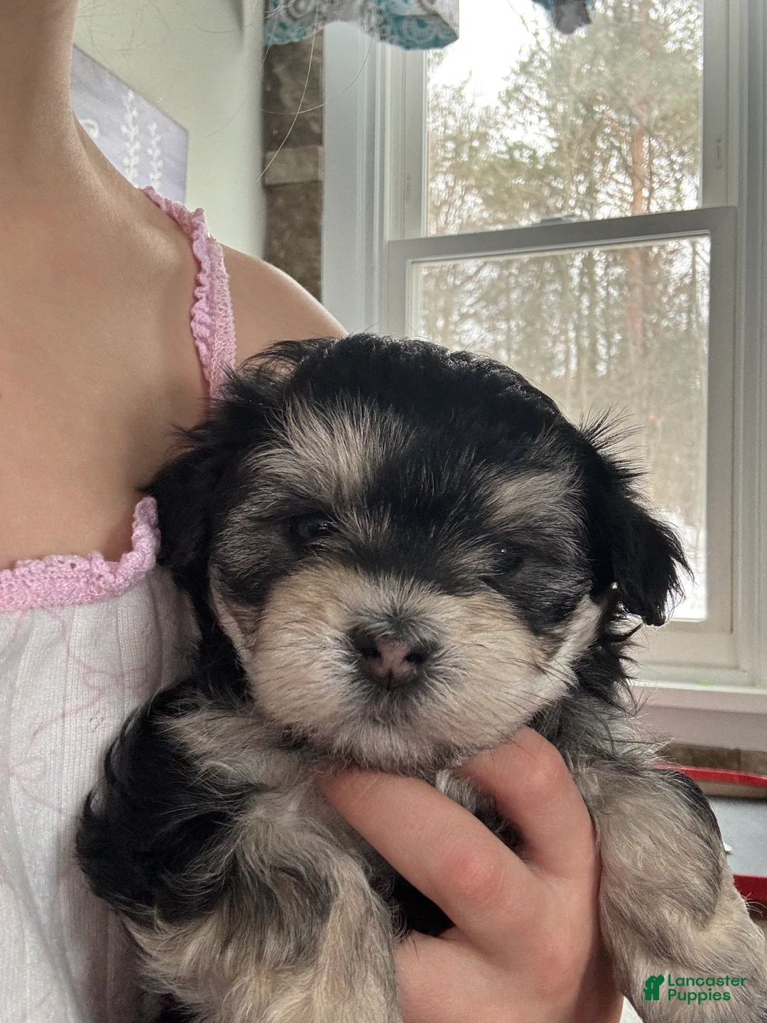 Maltipoo dogs for sale: Maltipoo Puppy 3 - Ad 2