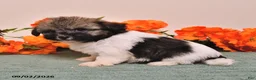 Havanese dogs for sale: Hannah - Ad 4
