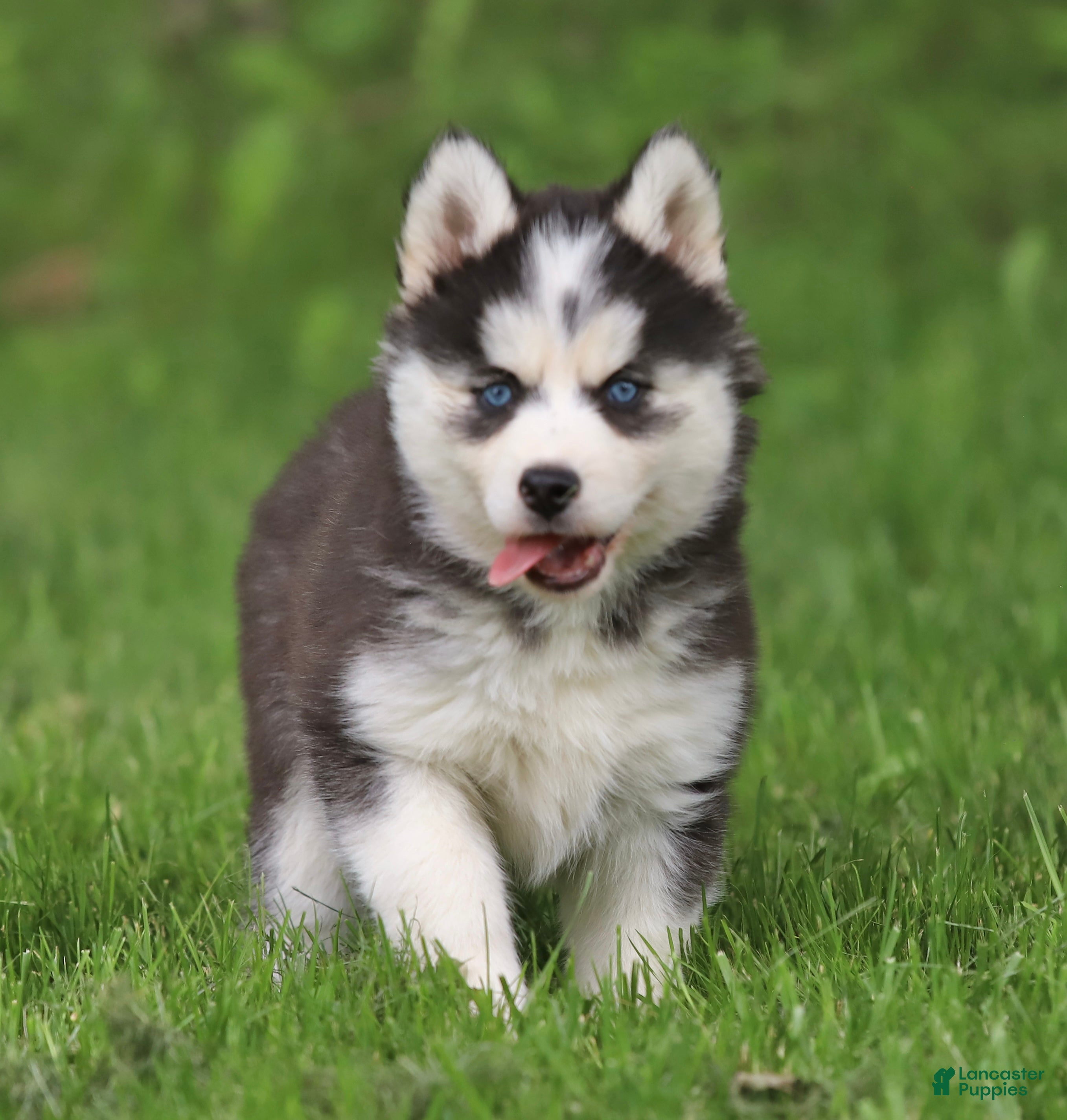 Siberian Husky dogs for sale: Georgia  - Ad 4