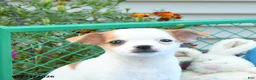 Mixed Breed dogs for sale: Twilight - Ad 4