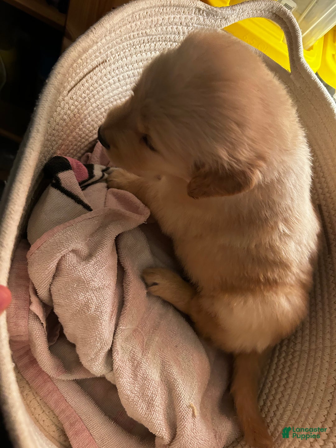 Golden Retriever dogs for sale: Light Blue - Ad 1