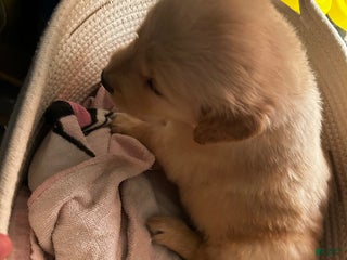 Golden Retriever dogs Light Blue - Ad 14