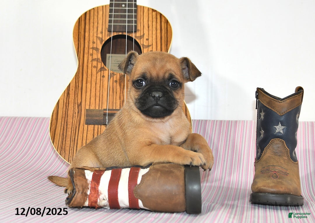 Jug dogs for sale: Arlo - Ad 3