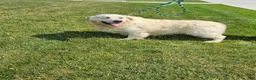 Golden Retriever dogs for sale: Grace - Ad 23