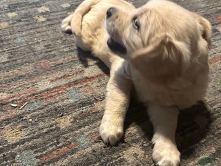 Golden Retriever dogs - Ad 22