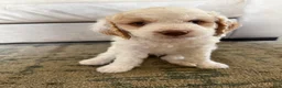 Mini Goldendoodle dogs for sale: Zeus - Ad 11