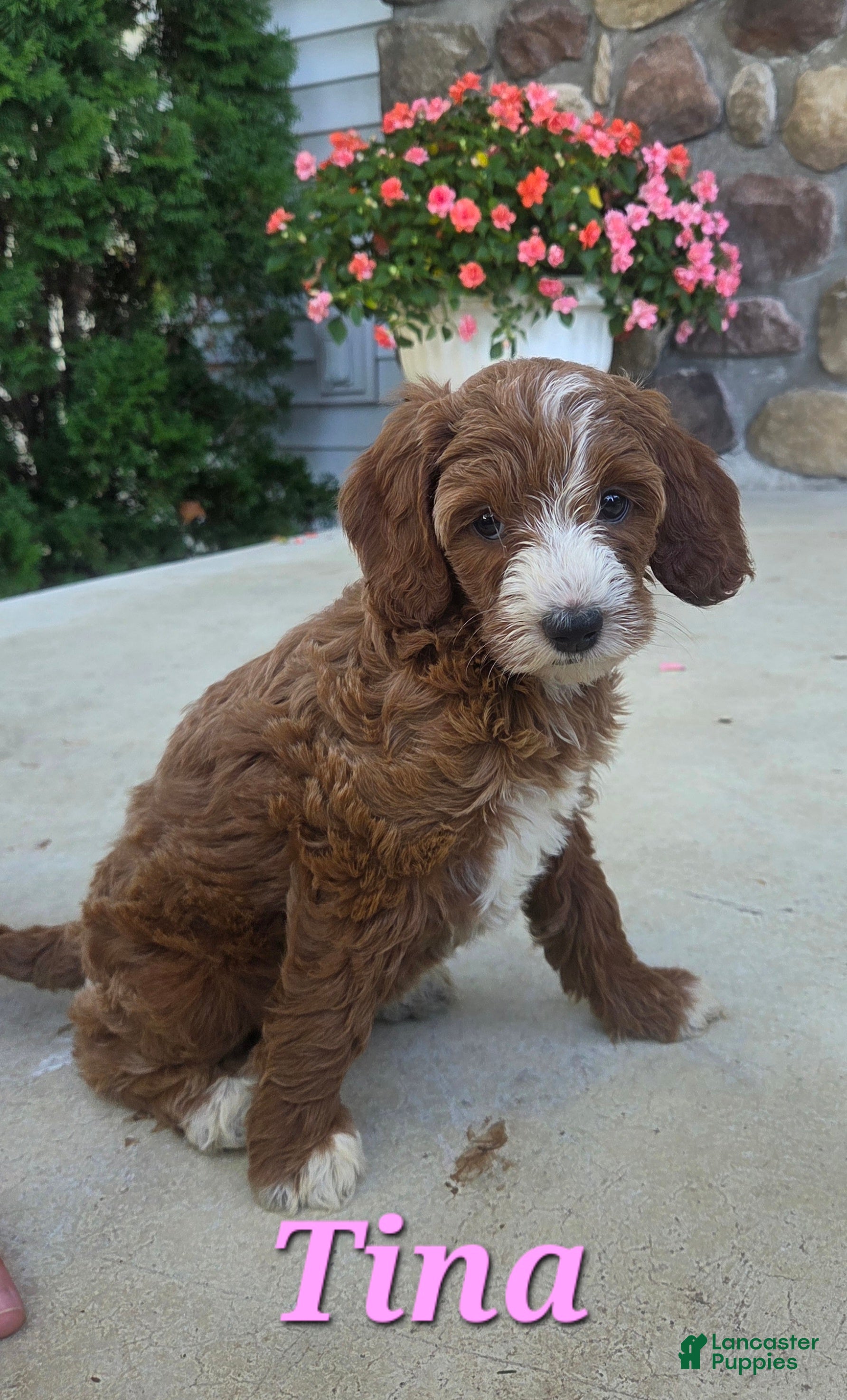 Cavapoo dogs Tina - Ad 3