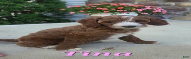 Tina