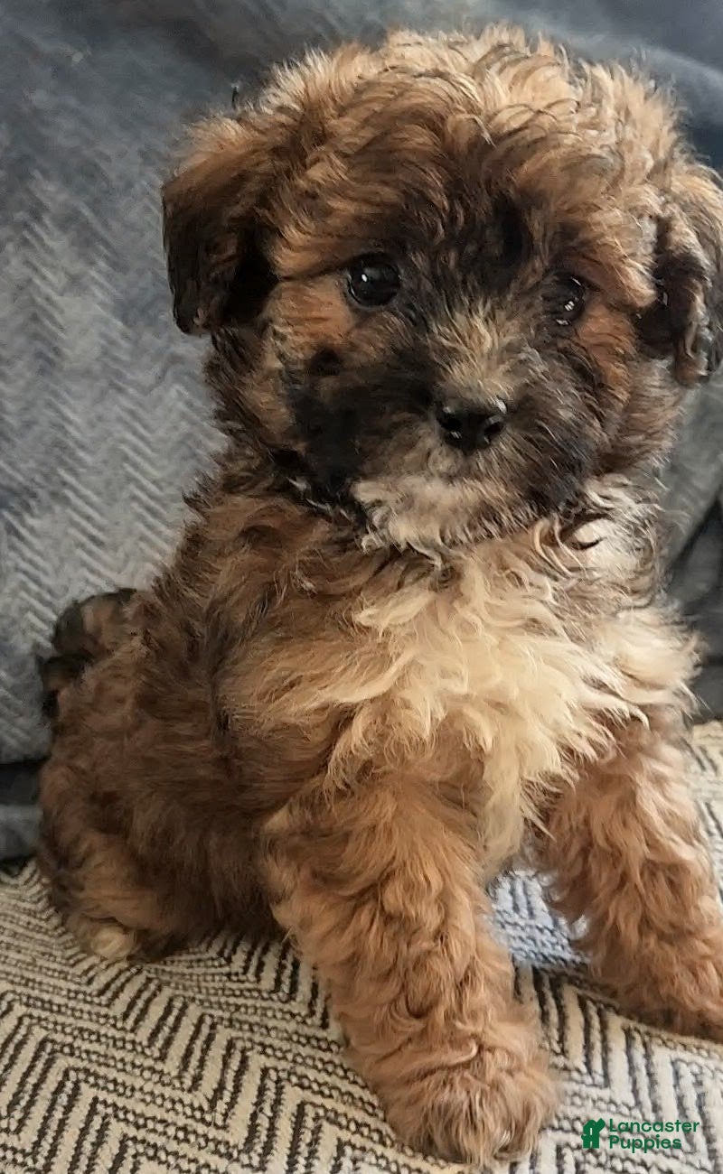 Mixed Breed dogs Rosie - Ad 1