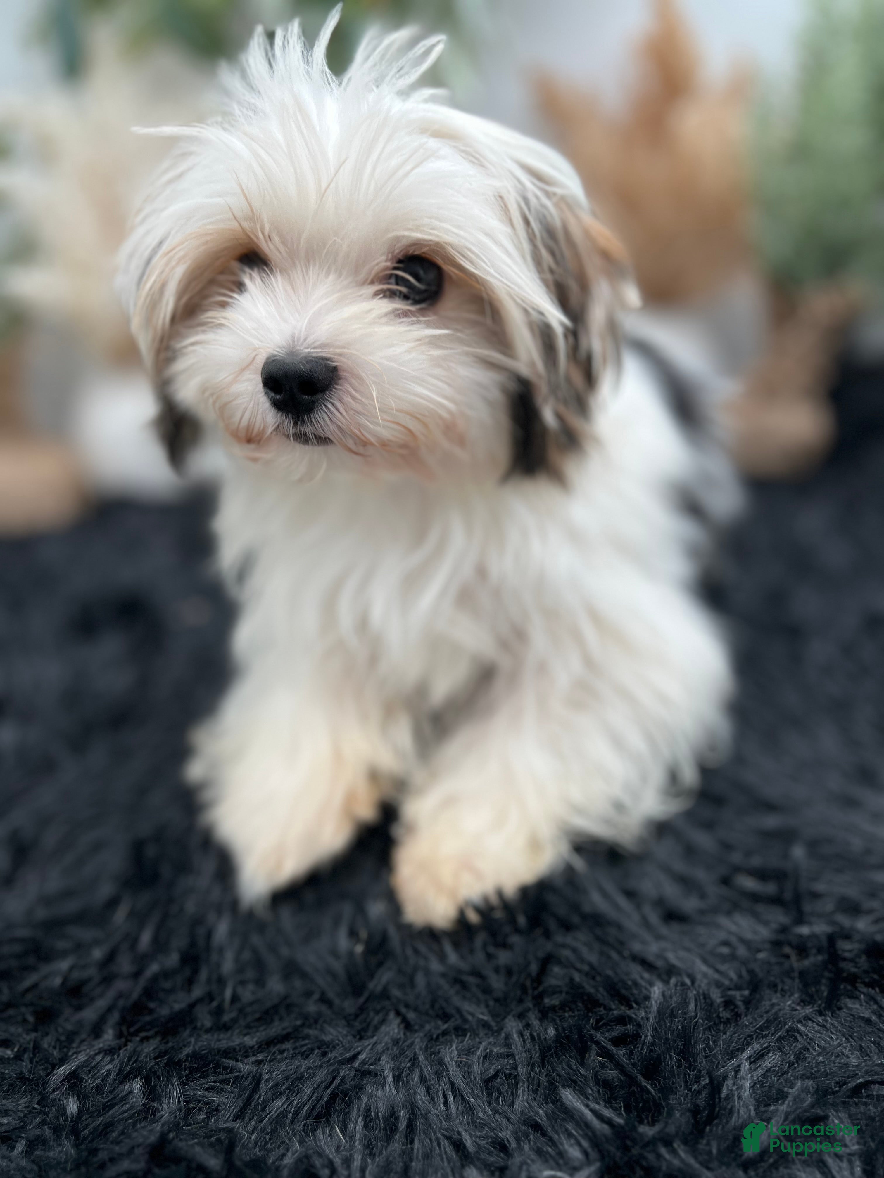 Morkie dogs Keith - Ad 2
