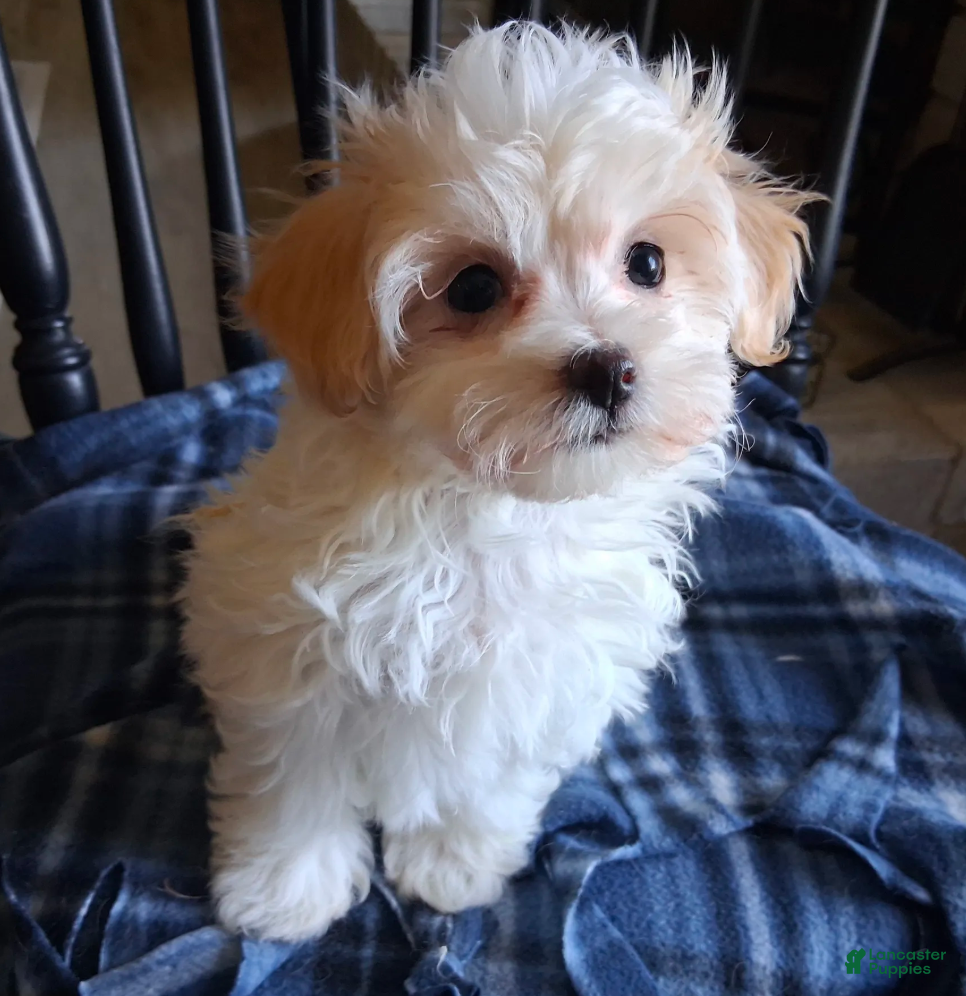 Maltipoo dogs for sale: Gracie - Ad 2