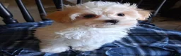 Maltipoo dogs for sale: Gracie - Ad 1