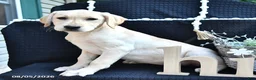 Labrador Retriever dogs for sale: Rael - Ad 3
