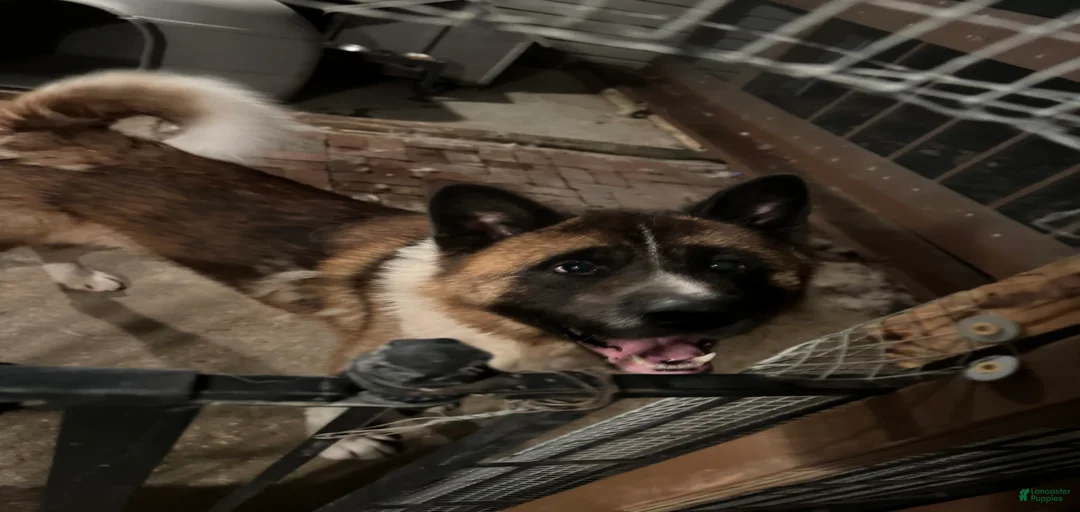 Gallery Image {{count}}