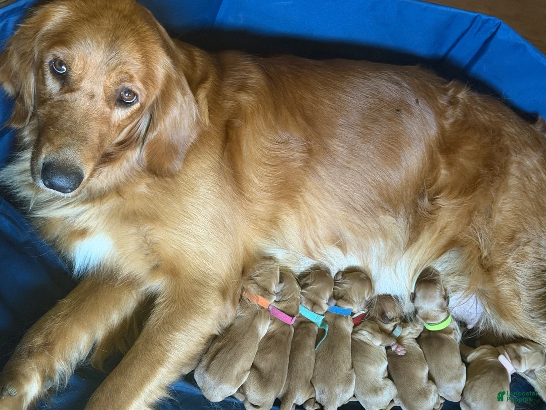 Golden Retriever dogs for sale: Freddie - Ad 2