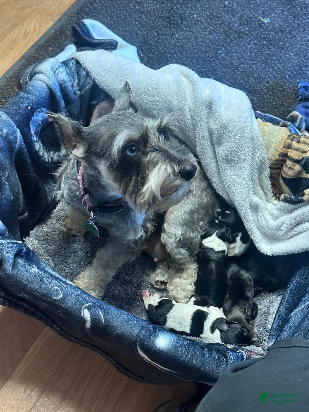 Miniature Schnauzer dogs for sale: Miniature Schnauzer Lucy  - Ad 4