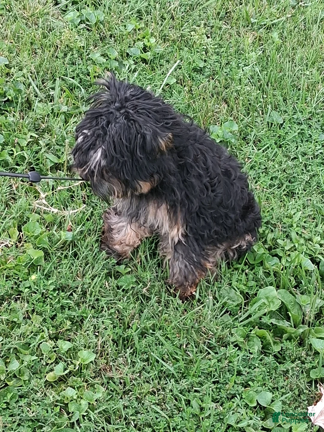 Yorkiepoo dogs for sale: Yorkiepoo 1 - Ad 2