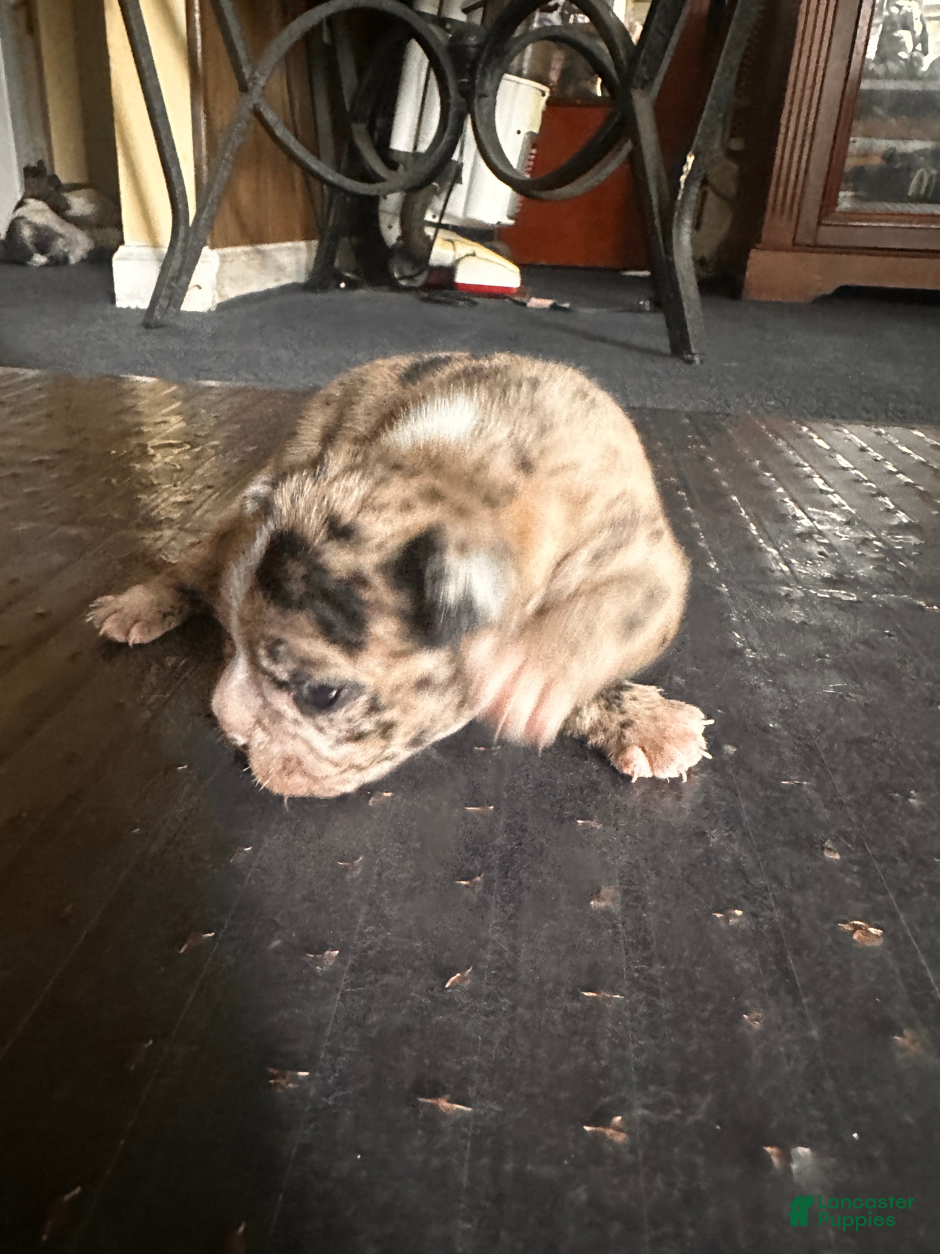 Mixed Breed dogs Pudding - Ad 10