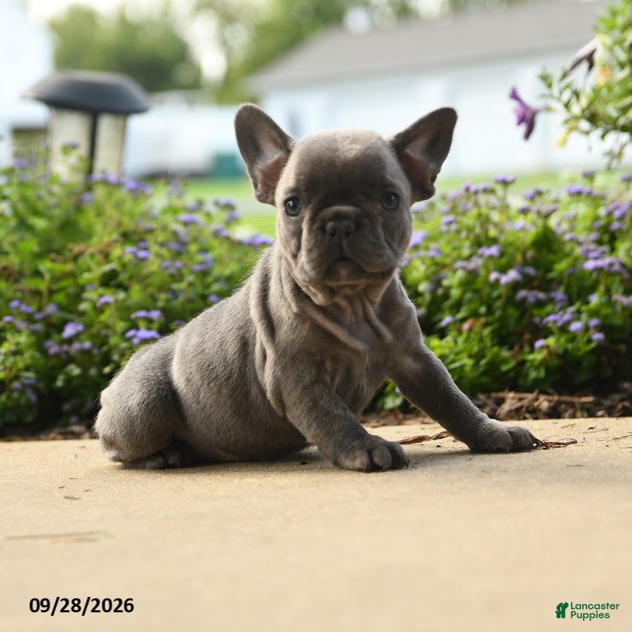 French Bulldog dogs Winnie - Ad 2