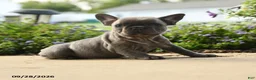 French Bulldog dogs for sale: Winnie - Ad 2