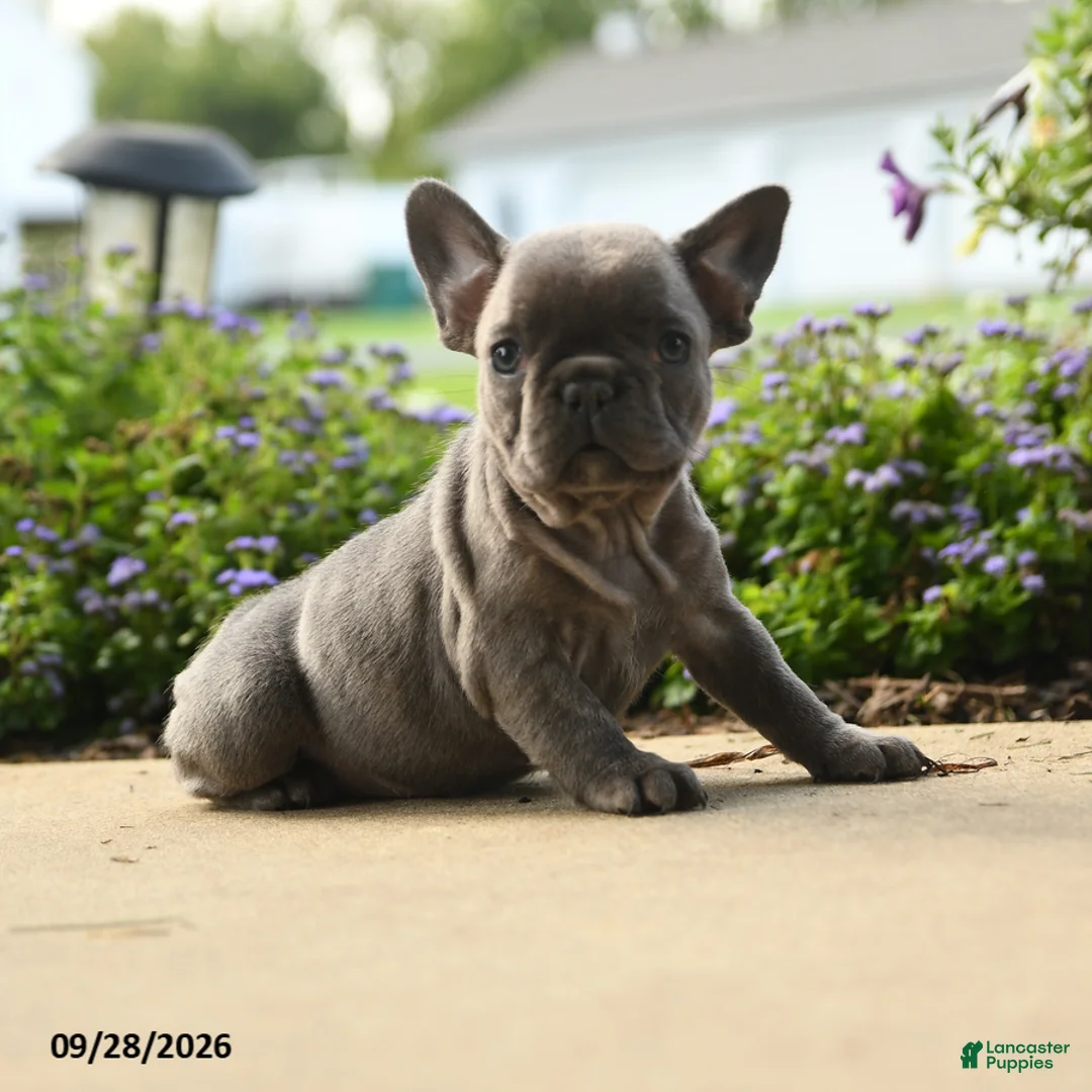 French Bulldog dogs for sale: Winnie - Ad 2