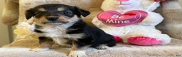 Mixed Breed dogs for sale: Adore - Ad 1