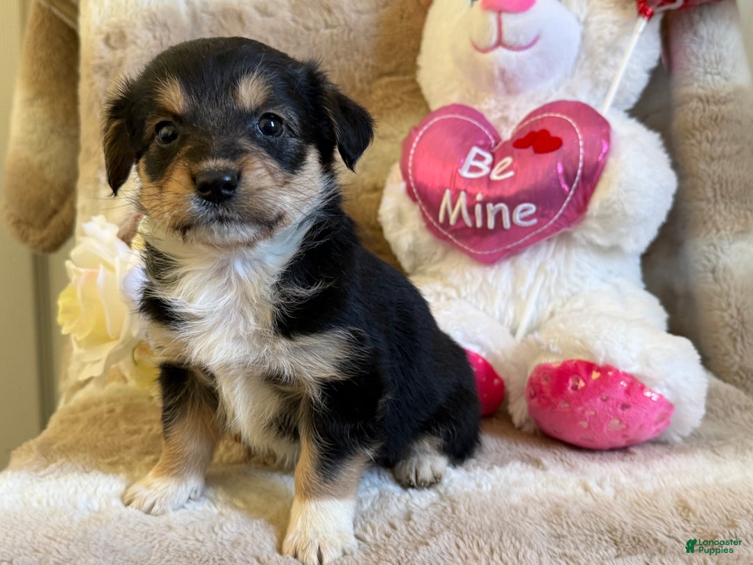 Mixed Breed dogs for sale: Adore - Ad 1