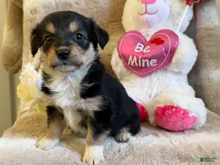 Mixed Breed dogs Adore - Ad 34