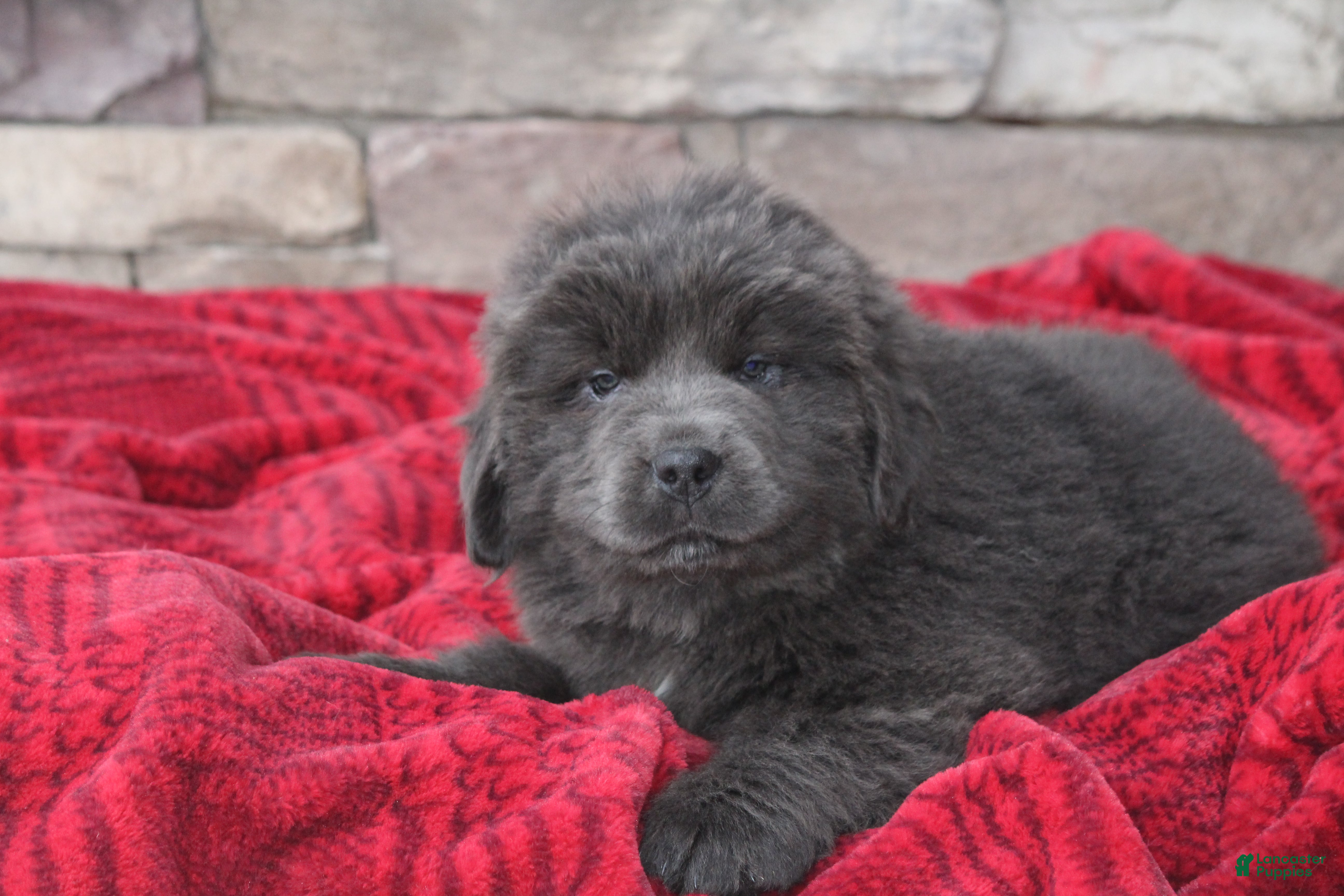 Newfoundland dogs Tess - Ad 31