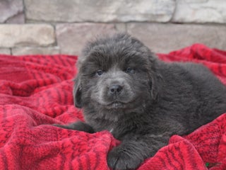 Newfoundland dogs Tess - Ad 17