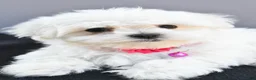 Maltese dogs for sale: Hailey - Ad 5