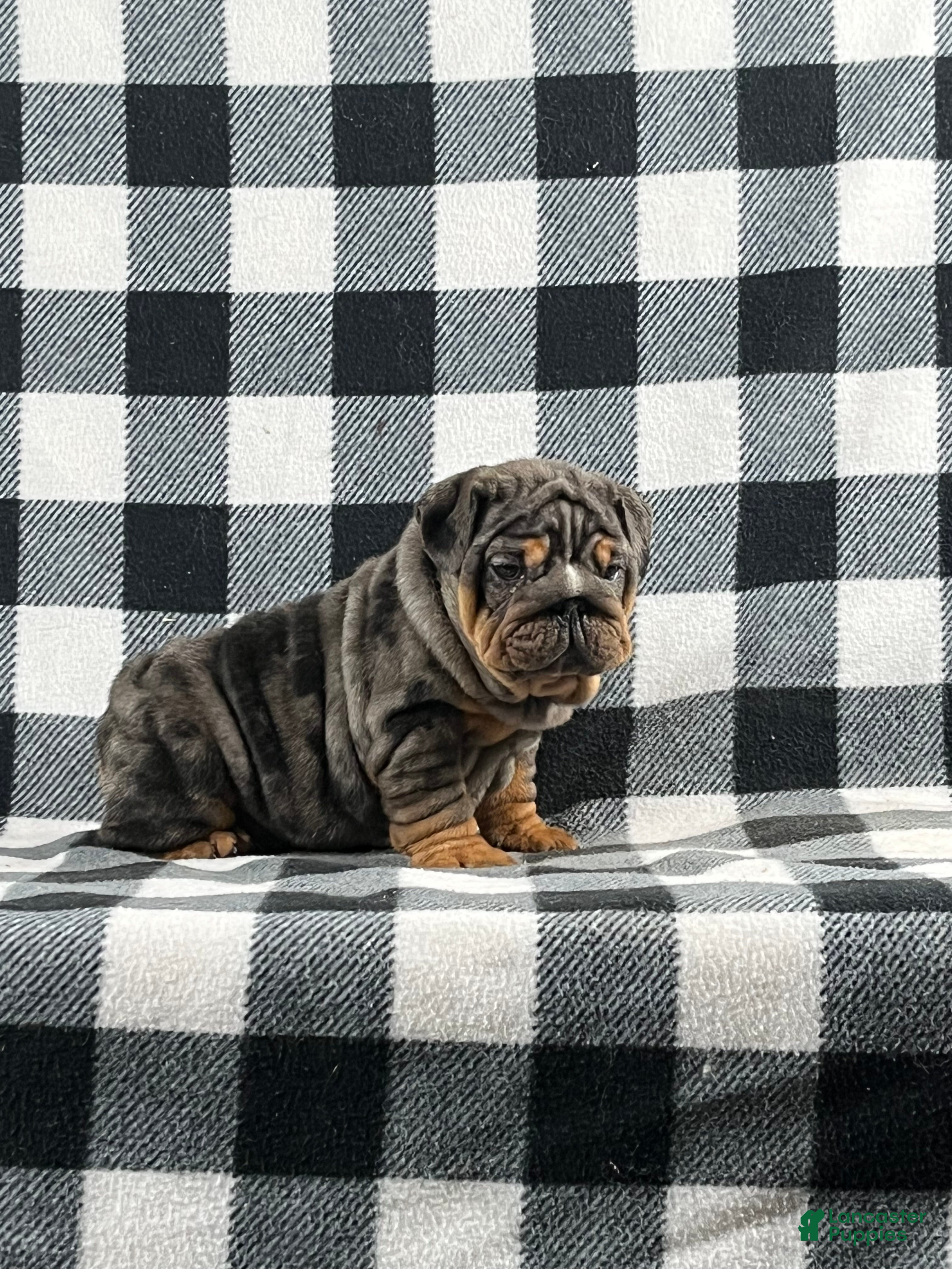 English Bulldog dogs Cindy - Ad 36