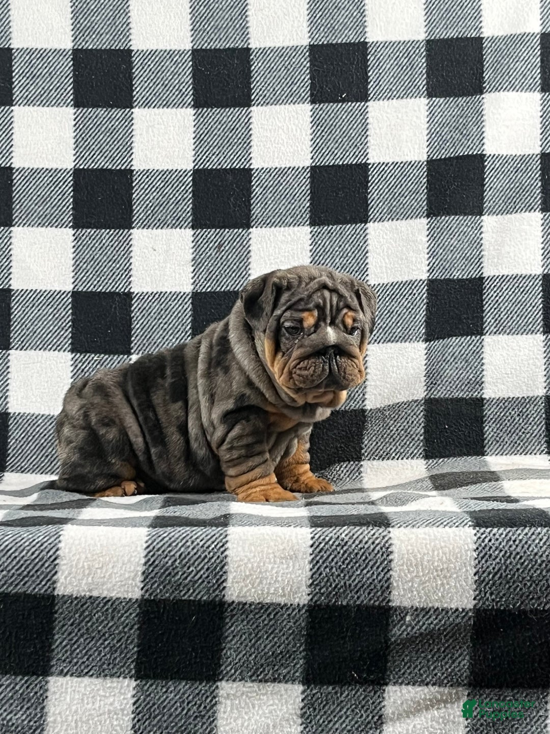 English Bulldog dogs for sale: Cindy - Ad 1