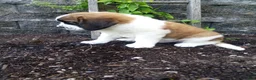 Saint Bernard dogs for sale: Molly  - Ad 4
