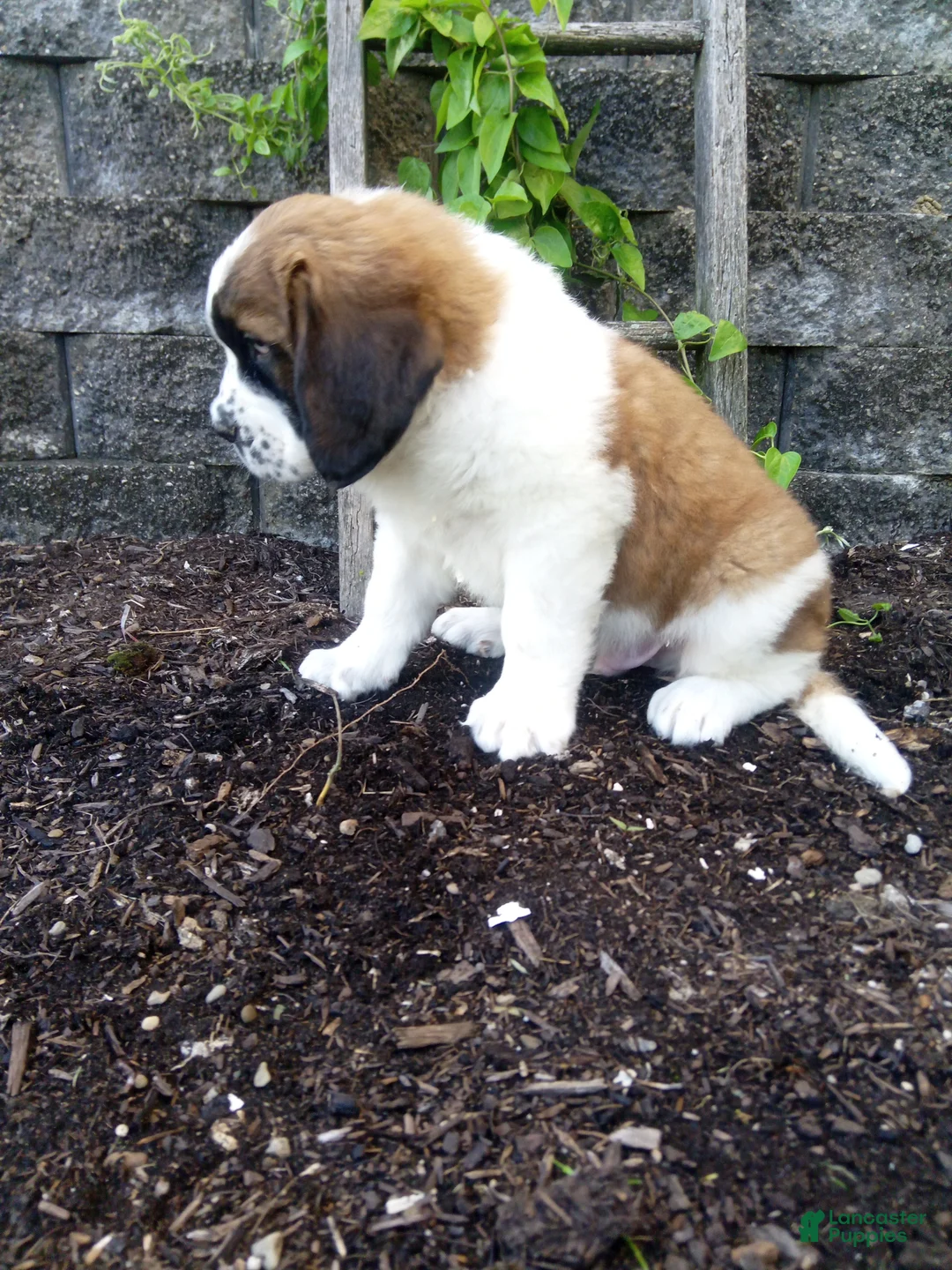 Saint Bernard dogs for sale: Molly  - Ad 4