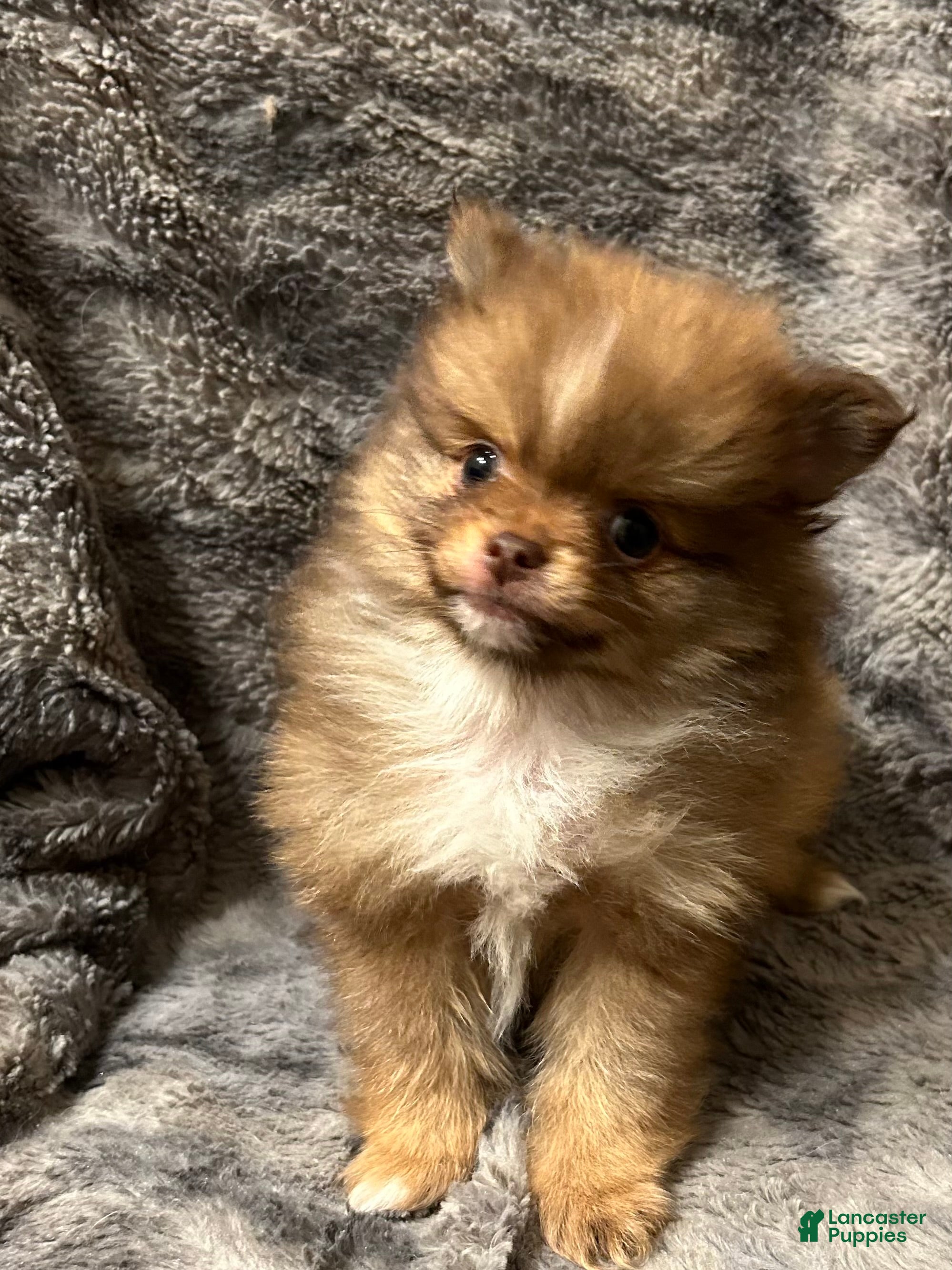 Pomeranian dogs Buster Brown - Ad 11